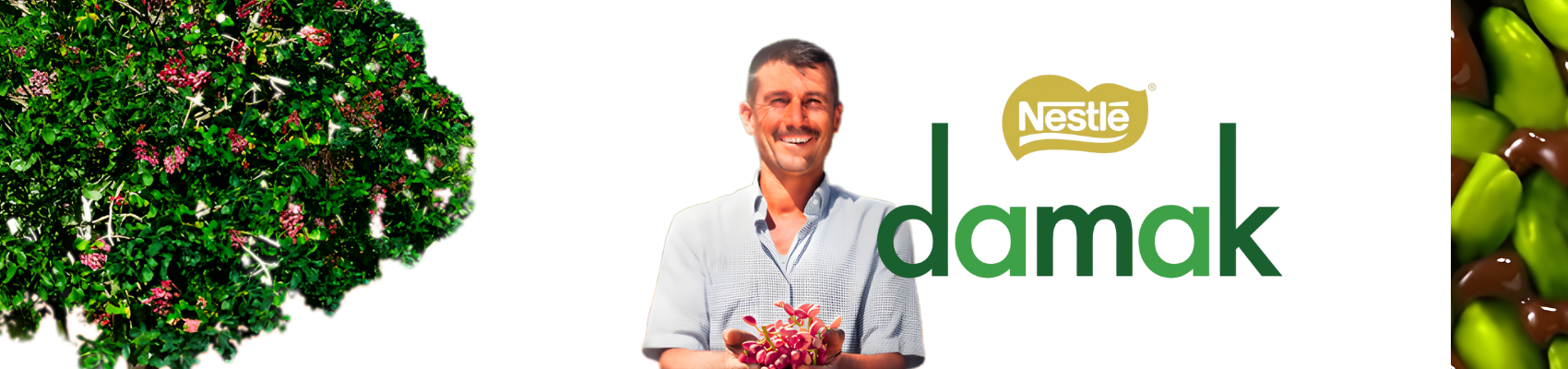 شکلات پسته ای داماک نستله Damak